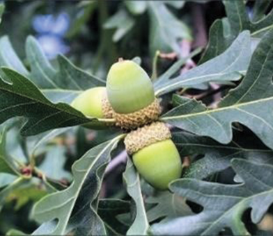 Mature acorns