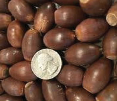 Mature acorns