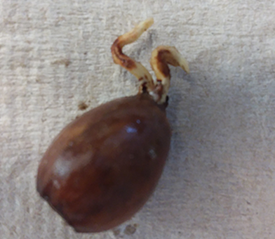 Germinating acorn