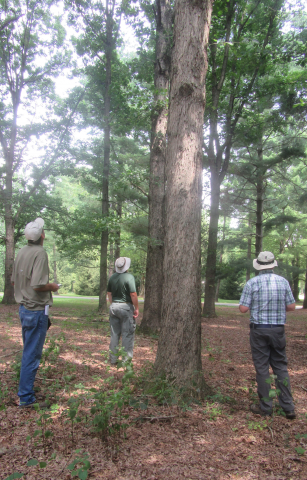 Three People Standing Around a White Oak Tree